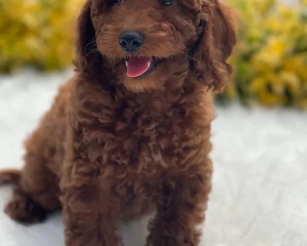 Arya