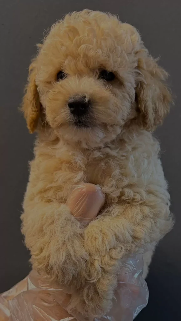 Peluş