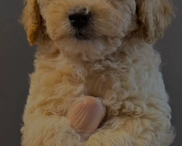 Peluş