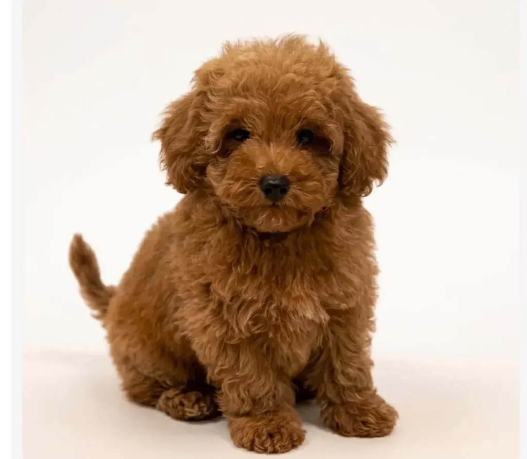 Cezerye – satılık kızıl Toy Poodle yavrusu