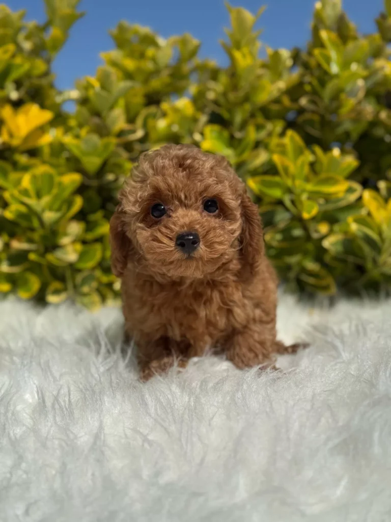 Lila
