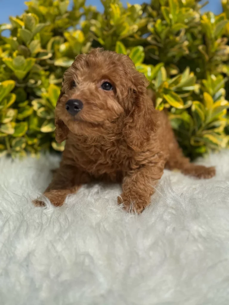 Kont