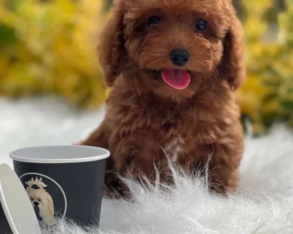 Peluş