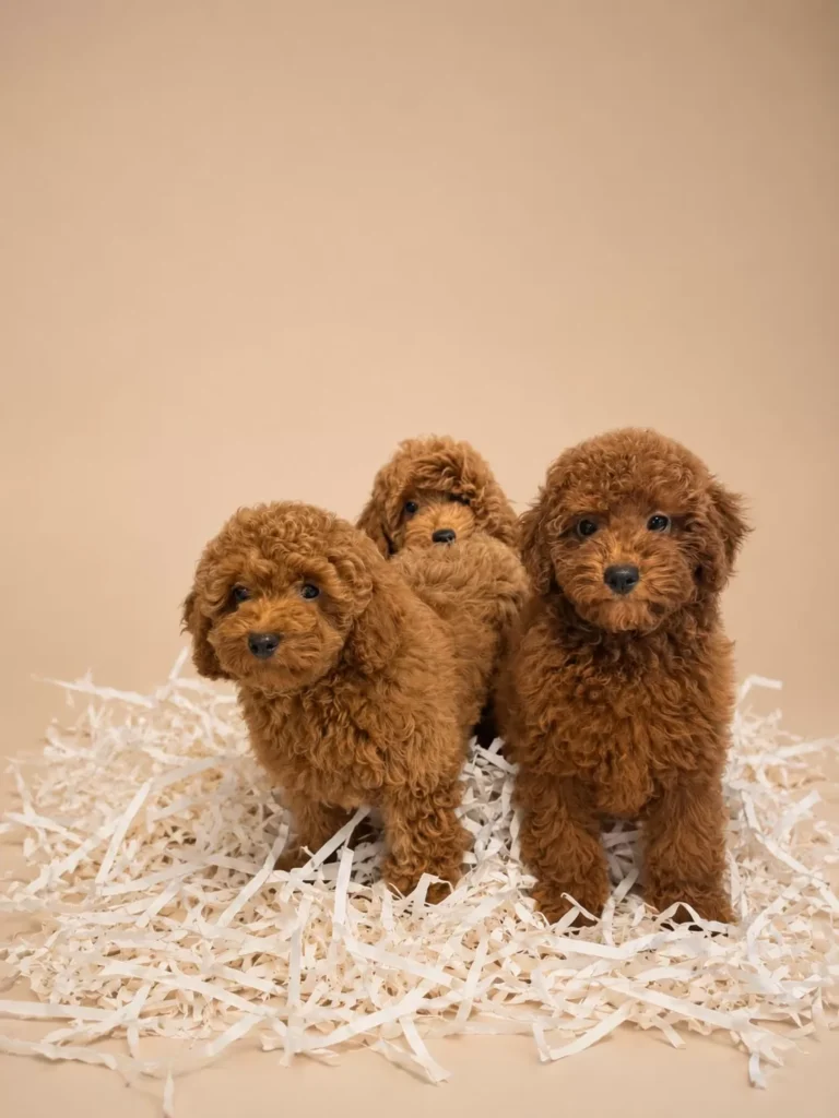Frambuaz, Bordo & Kiremit – satılık Kızıl Toy Poodle yavruları