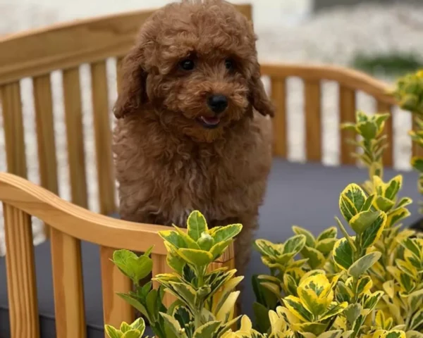 Rosie
