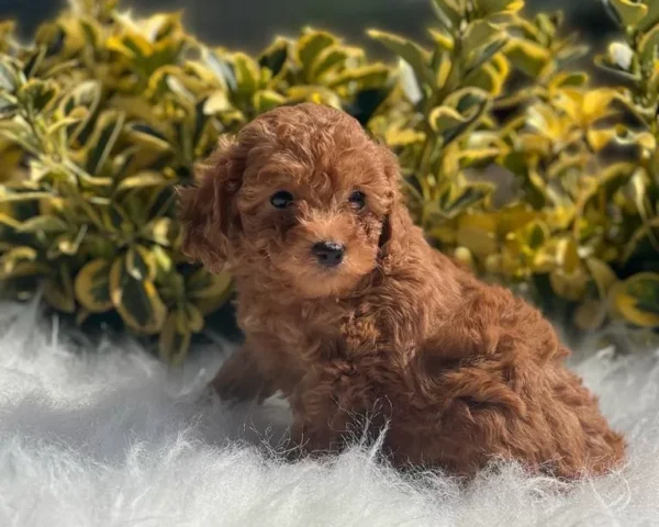 Bailey
