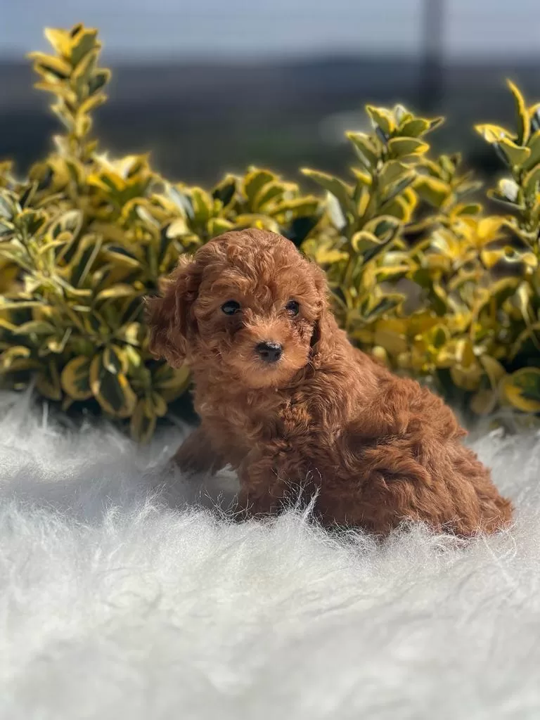 Bailey