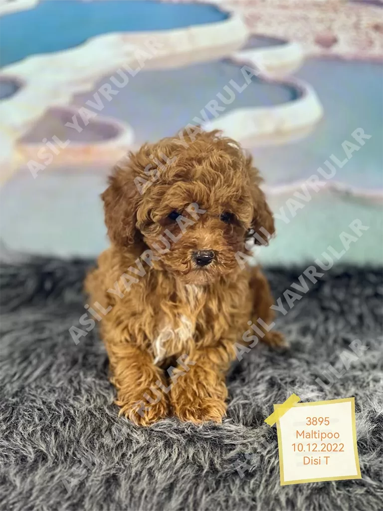 Benek