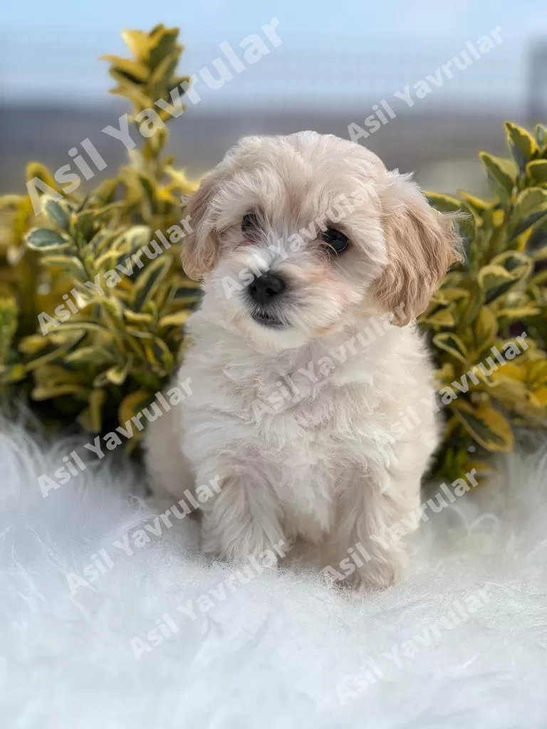 Peanut