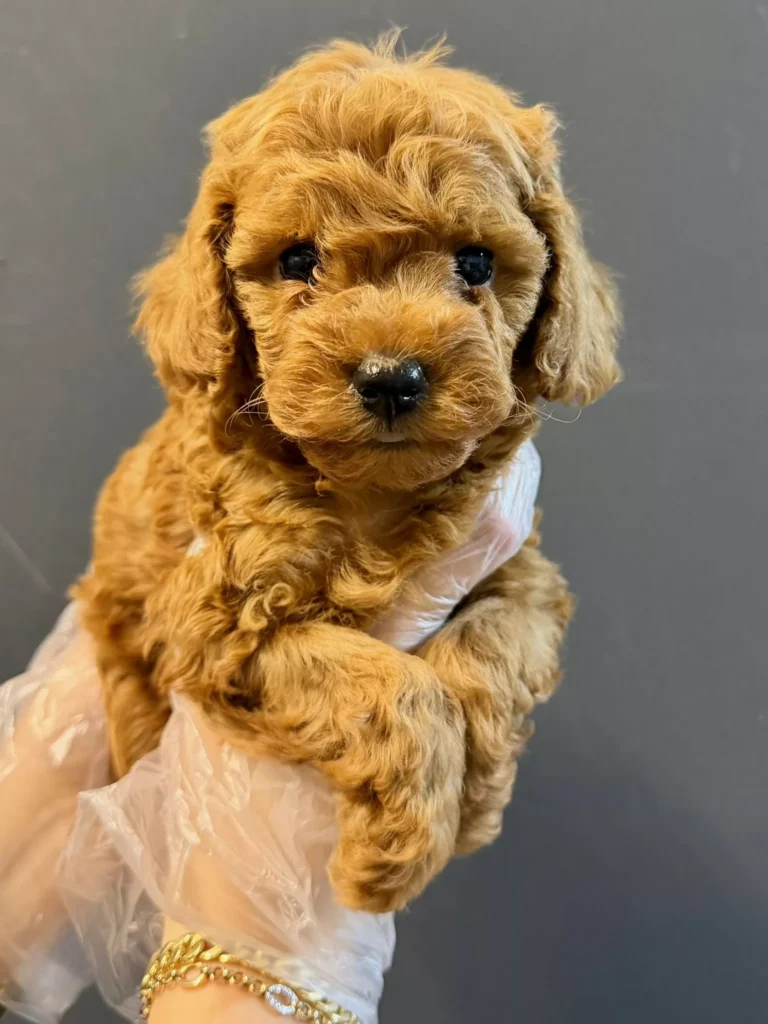 Maverick