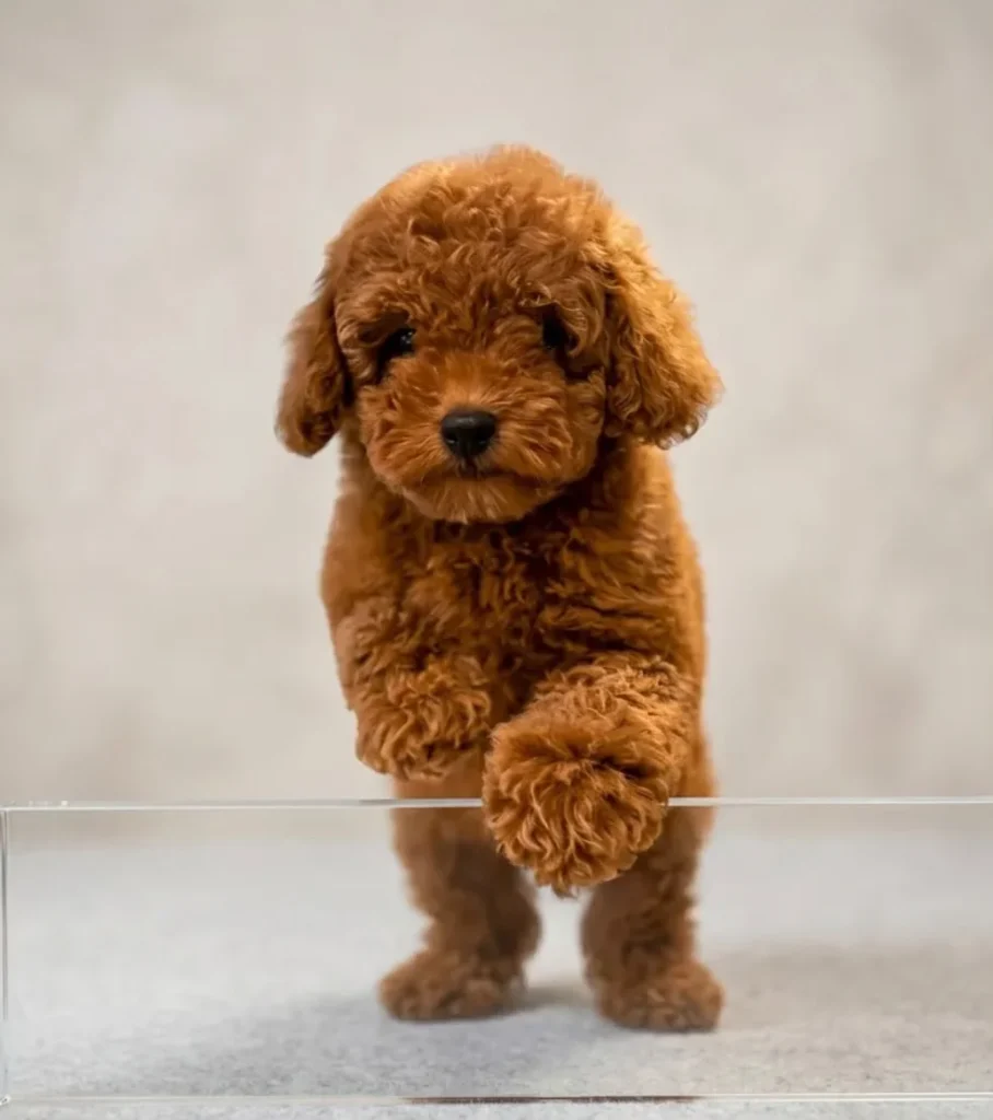 Poodle Fıstık yavru