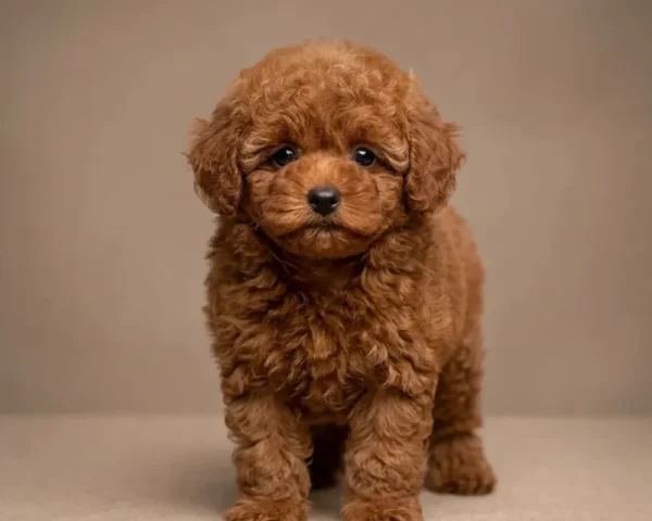 Milo