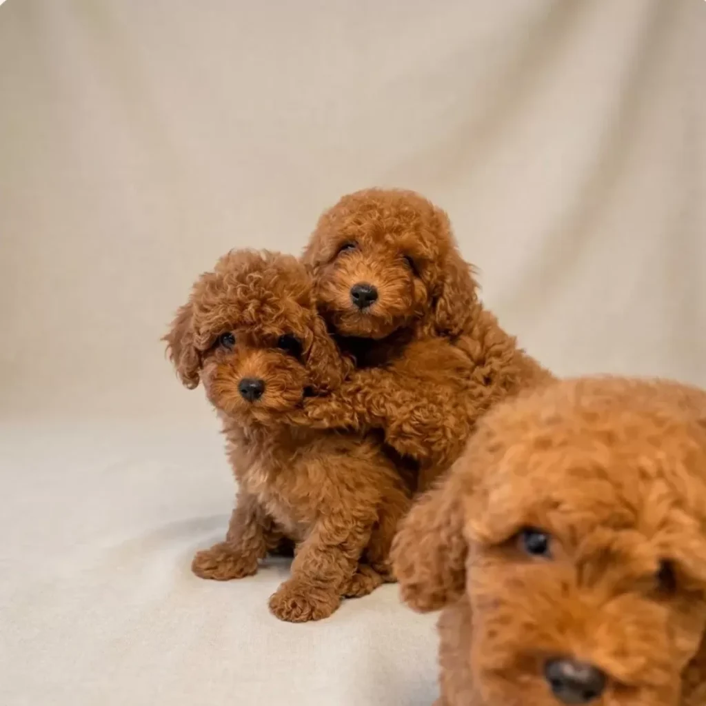 Köz, Kıvılcım & Şafak – satılık kızıl Toy Poodle yavrusu