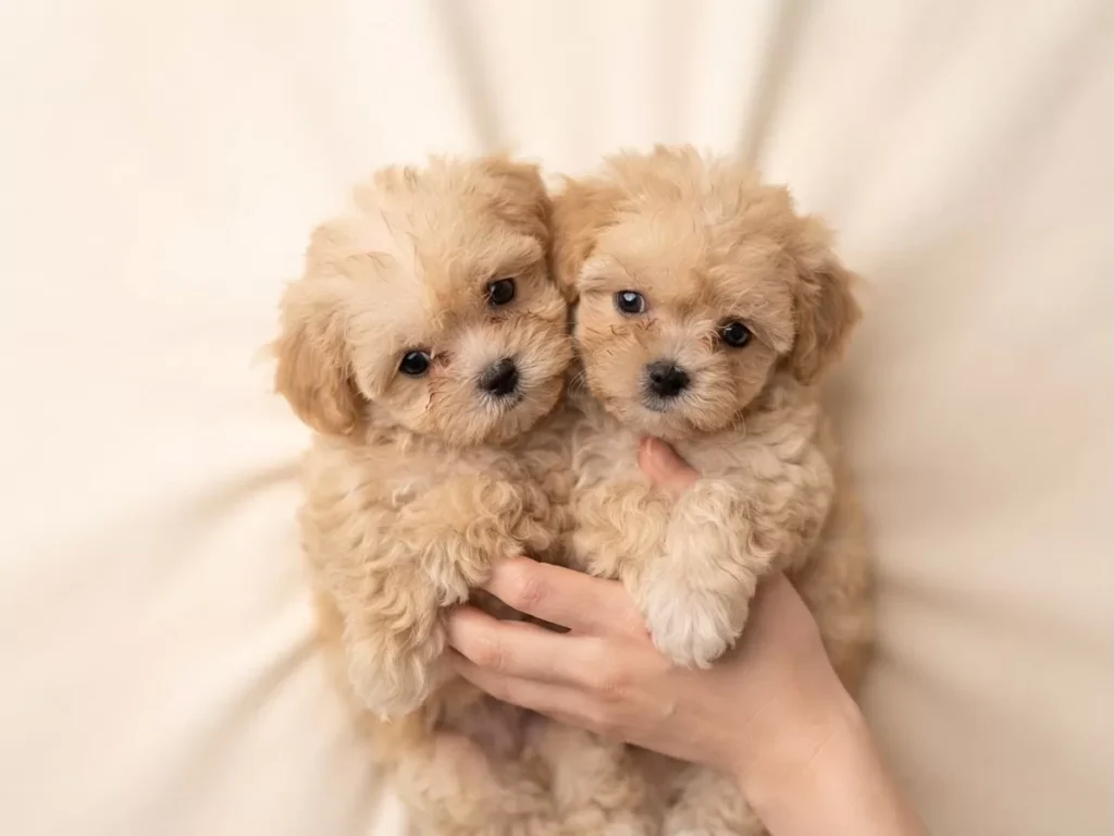 Kremşanti & Sakız – satılık Maltipoo yavruları