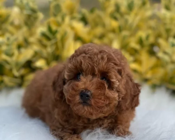 Cici