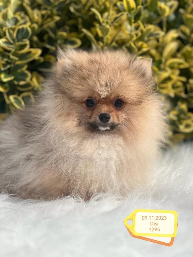 Teddy