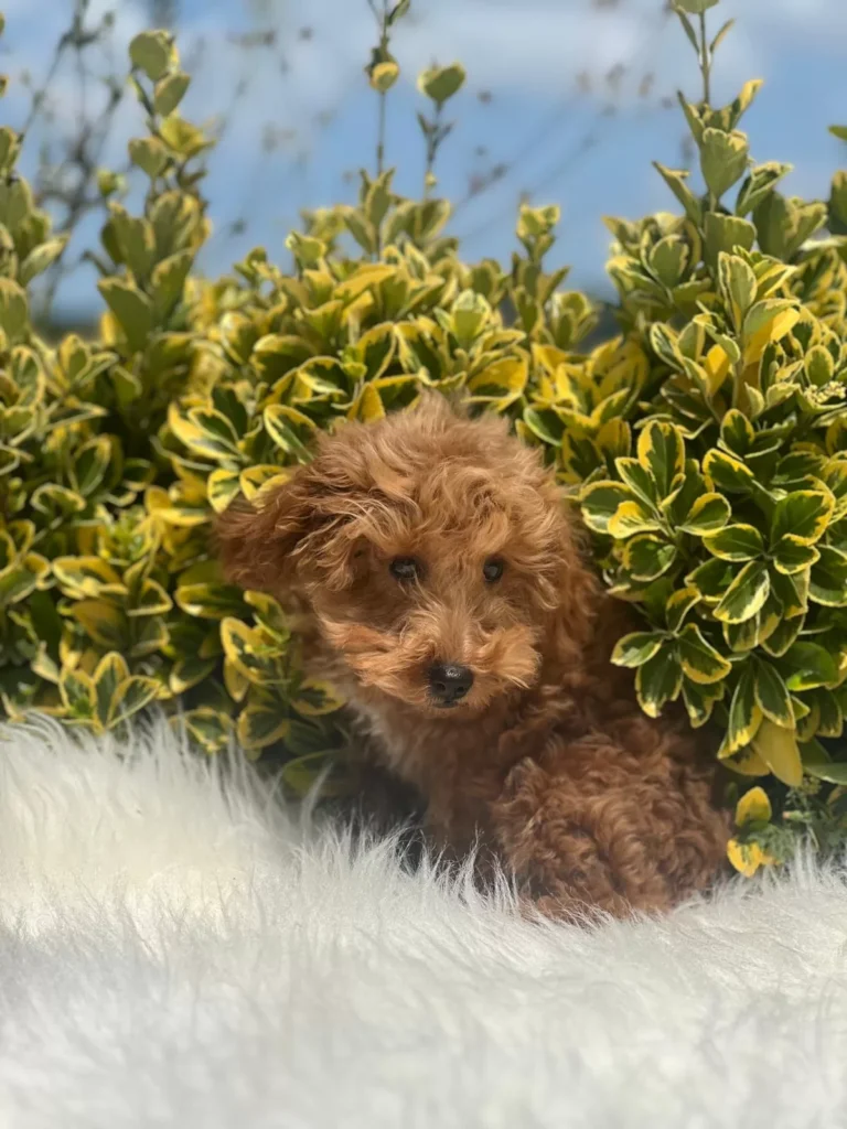 Duke