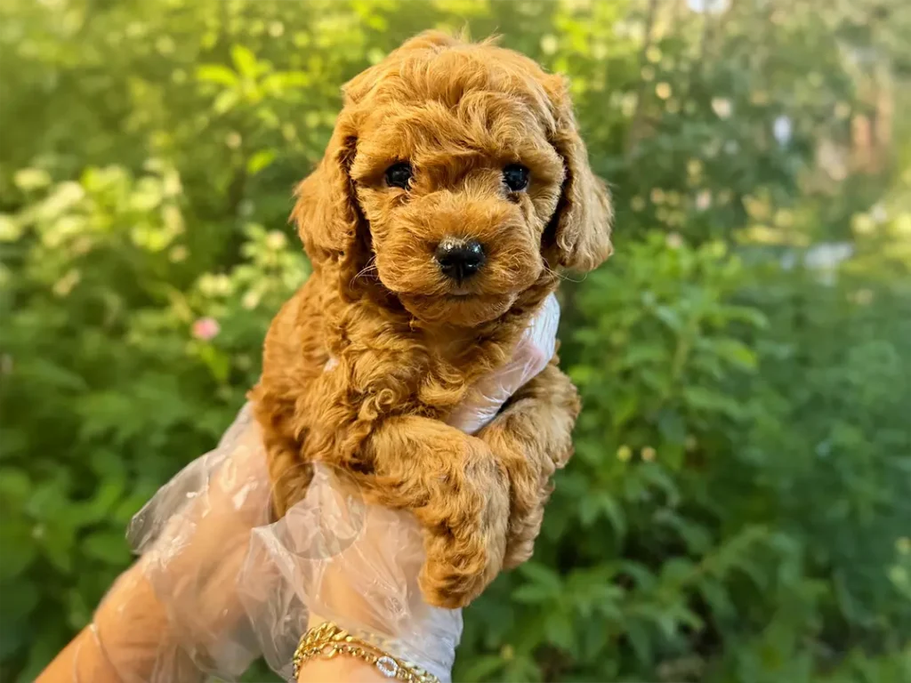 Pamuk