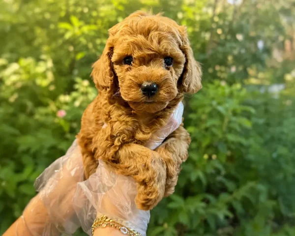 Pamuk
