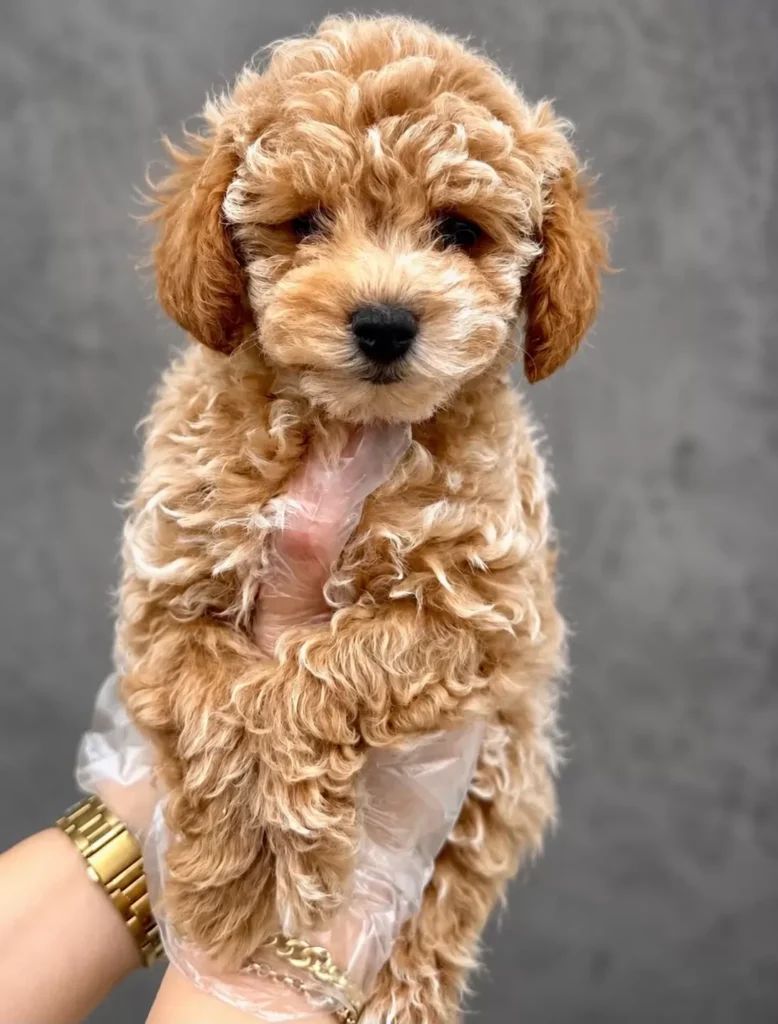 Mango – satılık Maltipoo yavrusu
