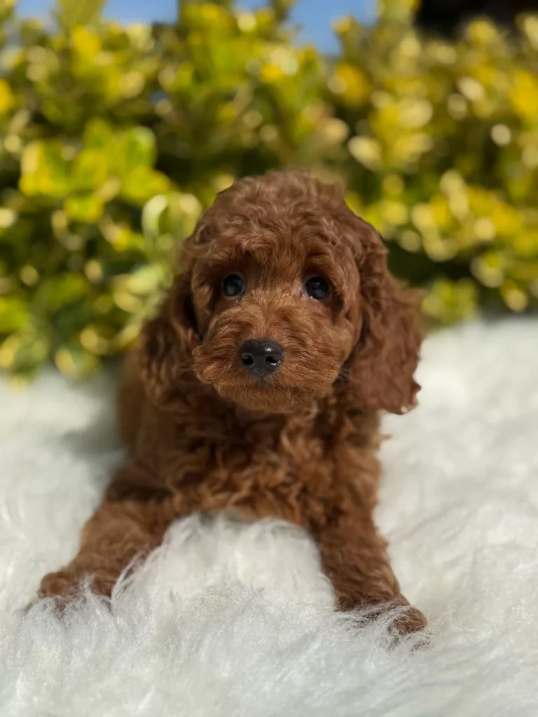 Benny