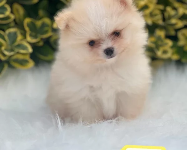 Stella