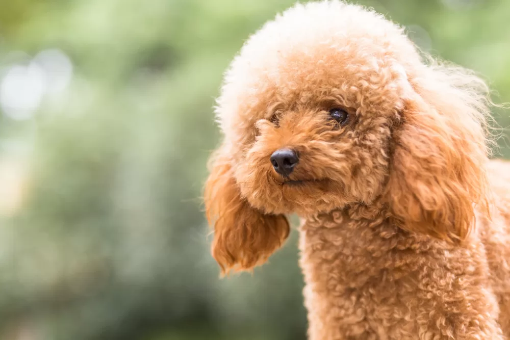 poodle köpek