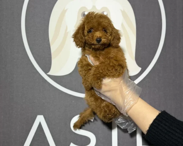 Buster