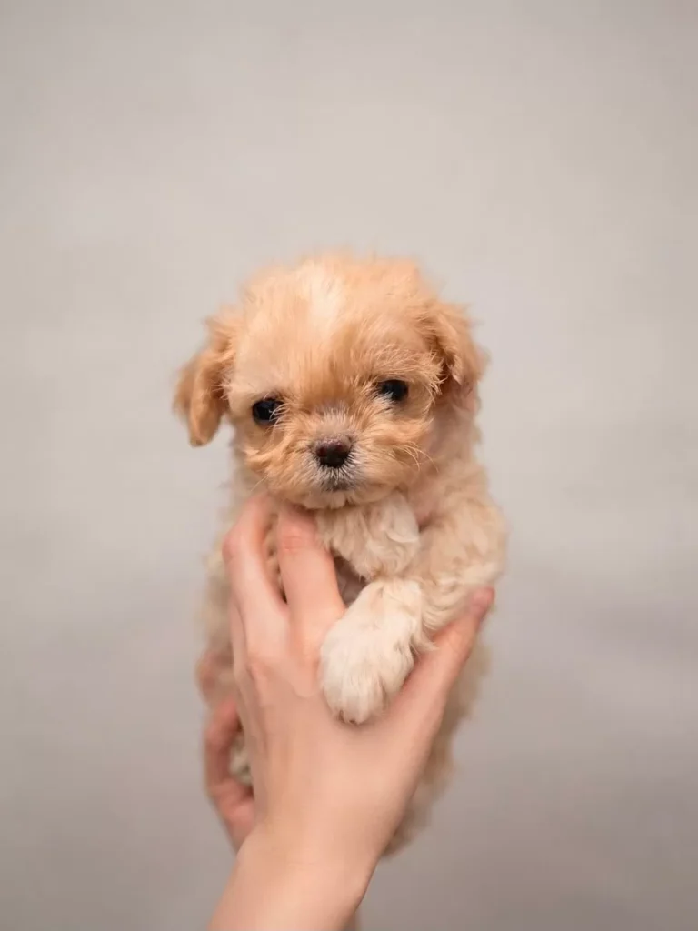 Revani – satılık Maltipoo yavrusu