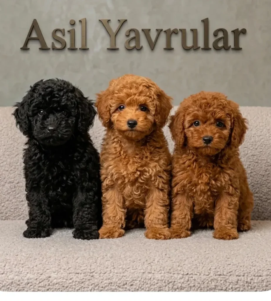 Poodle yavrular: Zeytin, Bal, Reçel