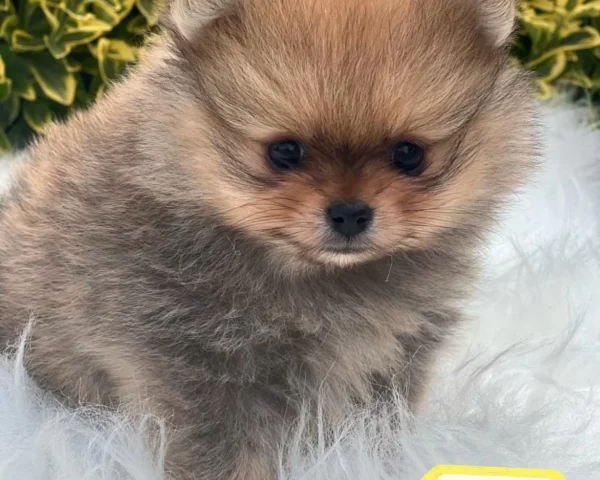 Milo