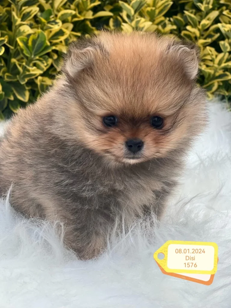 Milo