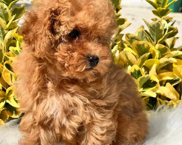 Bella