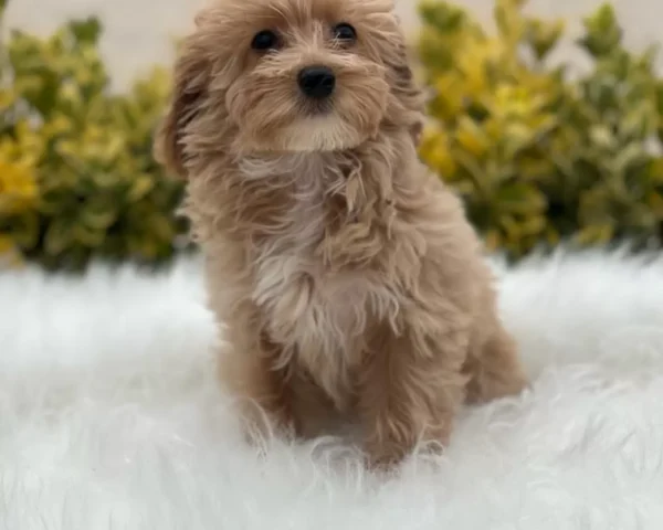 Lulu