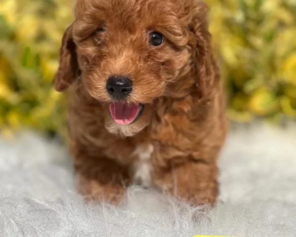 Ziggy