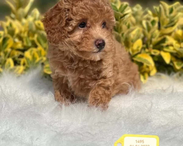 Nala