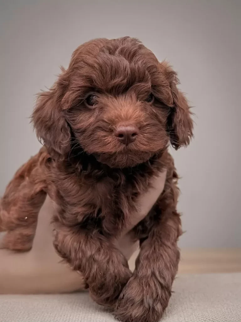 Brownie – satılık Maltipoo yavrusu