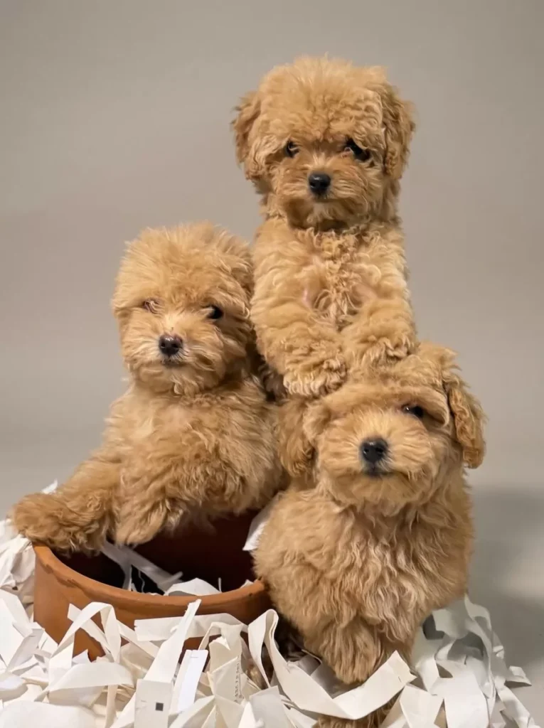 Karamel, Muffin & Fıstık – satılık Maltipoo yavruları