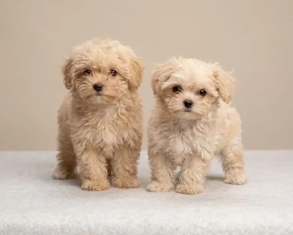 Kaymak & Vanilya