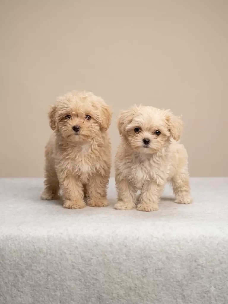 Kaymak & Vanilya – satılık Maltipoo yavruları