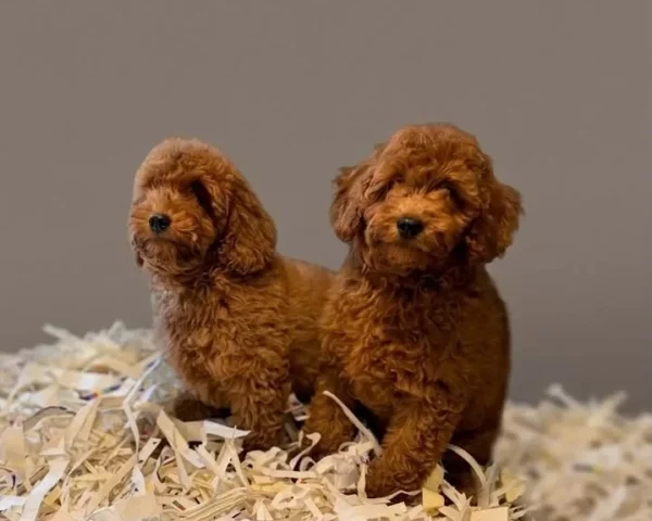 Kor & Kıvılcım