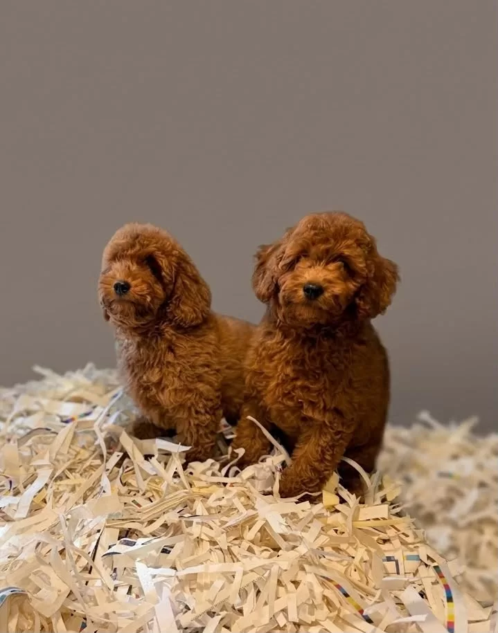 Kor & Kıvılcım – satılık Poodle yavruları