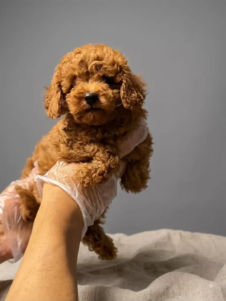 Köz – satılık Poodle yavrusu