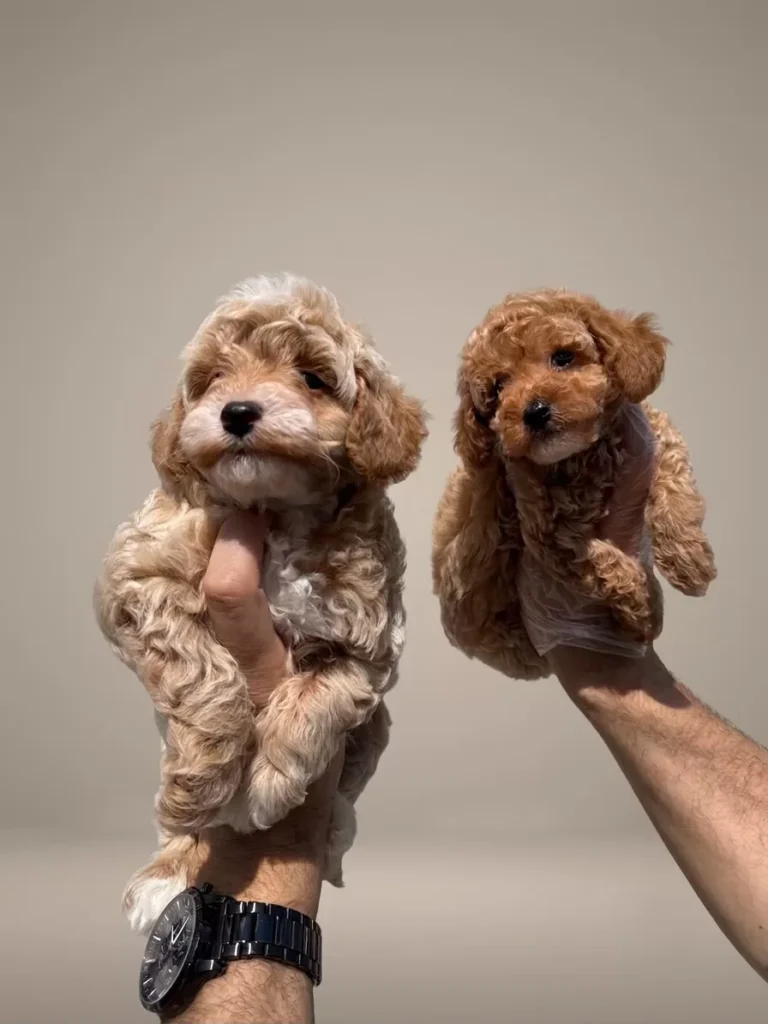 Latte & Bal – satılık Maltipoo yavruları