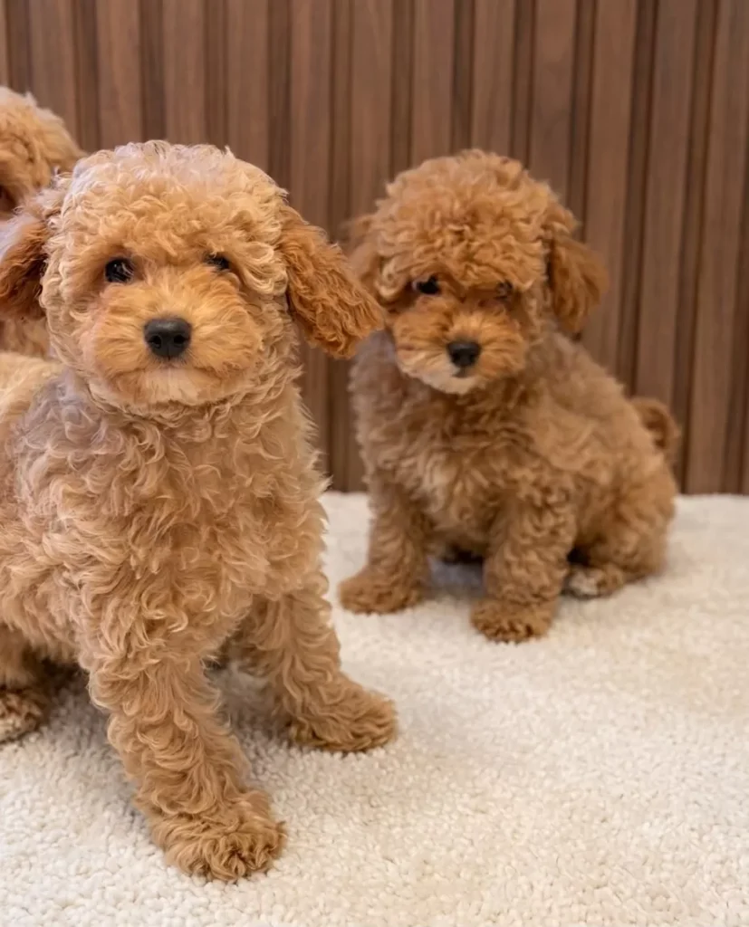 Lokum & Toffi – satılık Maltipoo yavruları