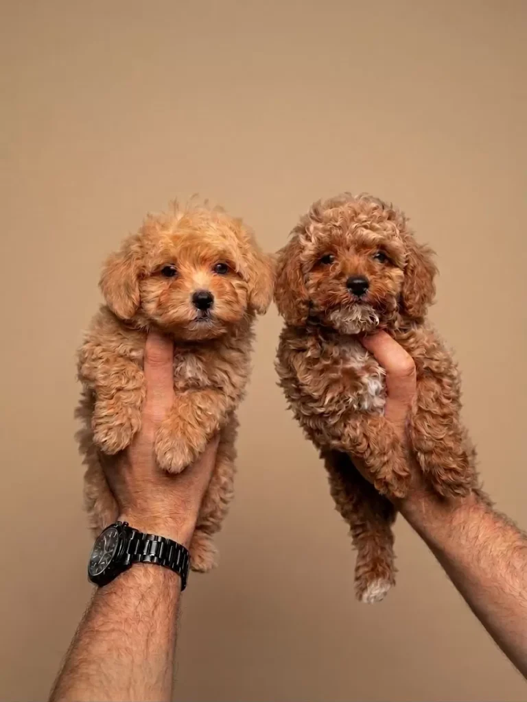 Tarçın & Kızılcık – satılık Maltipoo yavruları