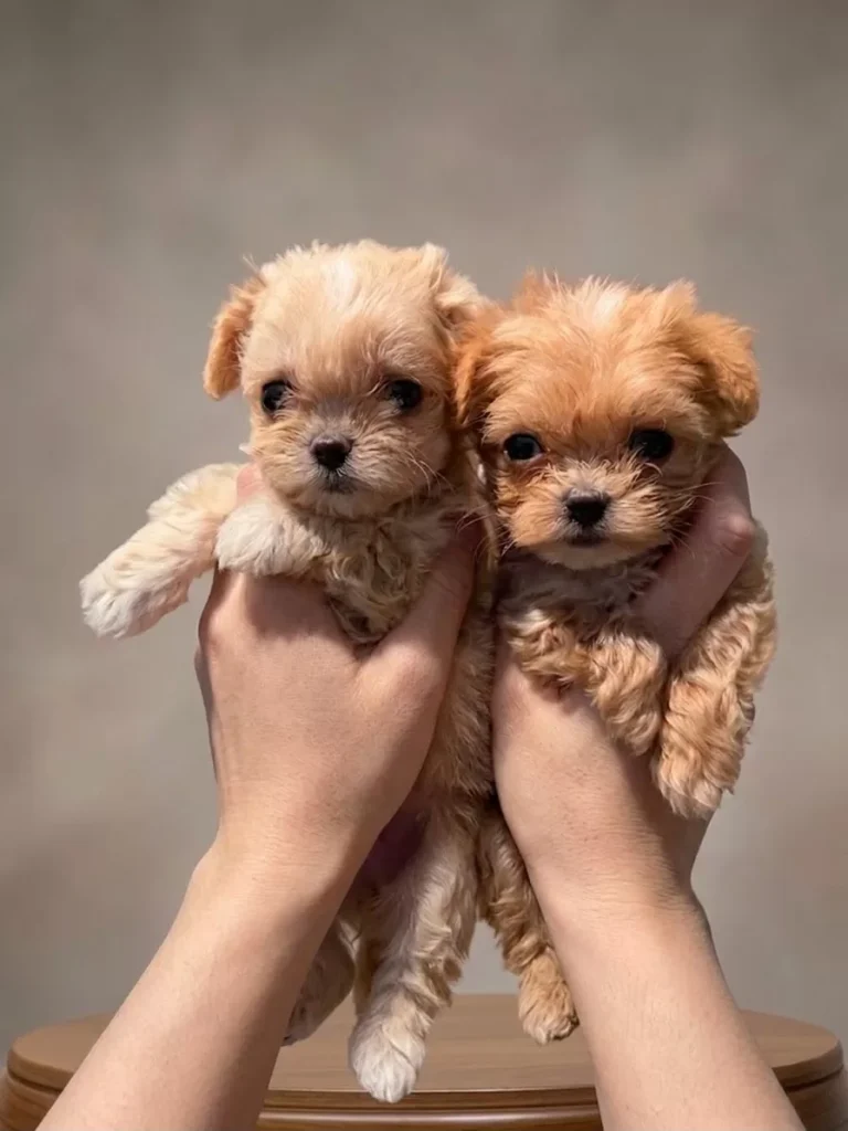 Bal & Petek – satılık Maltipoo yavruları