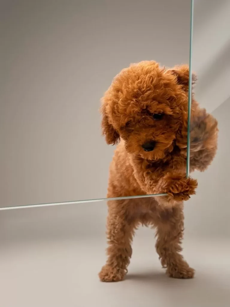 Dut – satılık Poodle yavrusu