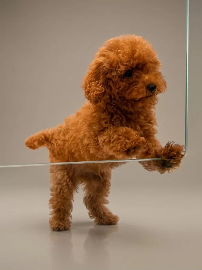 Erik – satılık Poodle yavrusu