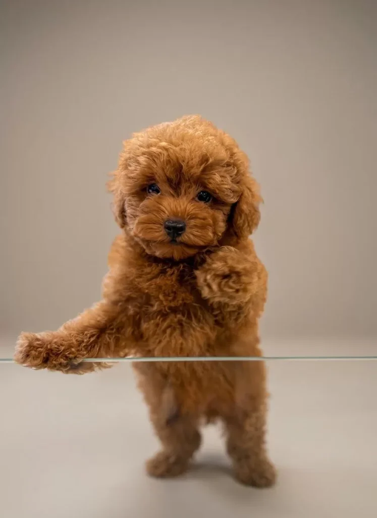 Fındık – satılık Poodle yavrusu